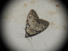 Meganola strigula