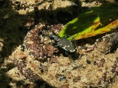 Cicindela ancocisconensis