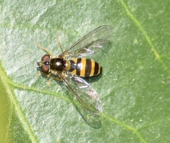 Epistrophe grossulariae