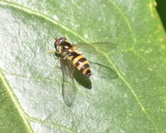 Epistrophe grossulariae