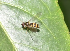 Epistrophe grossulariae