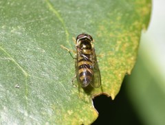 Epistrophe grossulariae