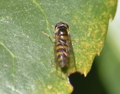 Epistrophe grossulariae