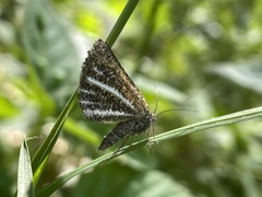 Isturgia limbaria