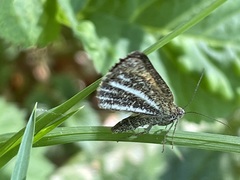 Isturgia limbaria