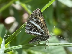 Isturgia limbaria