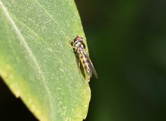 Epistrophe grossulariae
