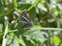 Isturgia limbaria