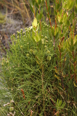 Brunia sphaerocephala