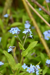 Myosotis sylvatica