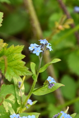 Myosotis sylvatica