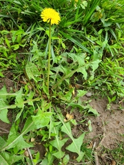 Taraxacum erythrospermum