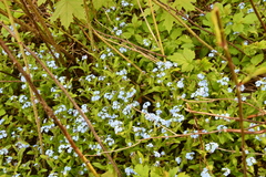 Myosotis sylvatica
