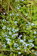 Myosotis sylvatica