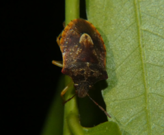 Dendrocoris humeralis