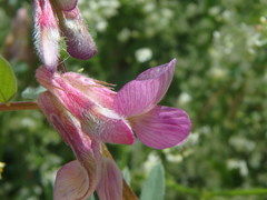 Vicia pannonica