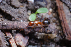 Camponotus discolor