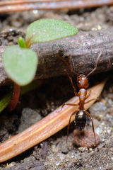 Camponotus discolor
