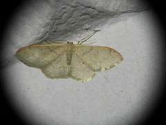Idaea degeneraria
