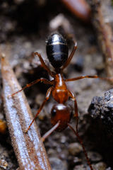 Camponotus discolor