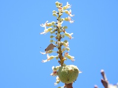 Strymon melinus pudica