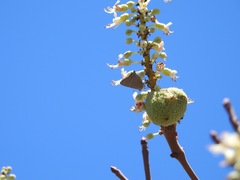 Strymon melinus pudica