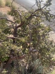 Vangueria parvifolia