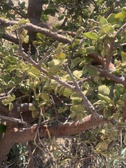 Vangueria parvifolia