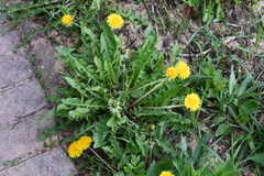 Taraxacum officinale