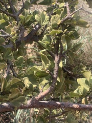 Vangueria parvifolia