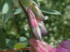 Vicia pannonica