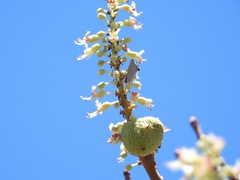 Strymon melinus pudica