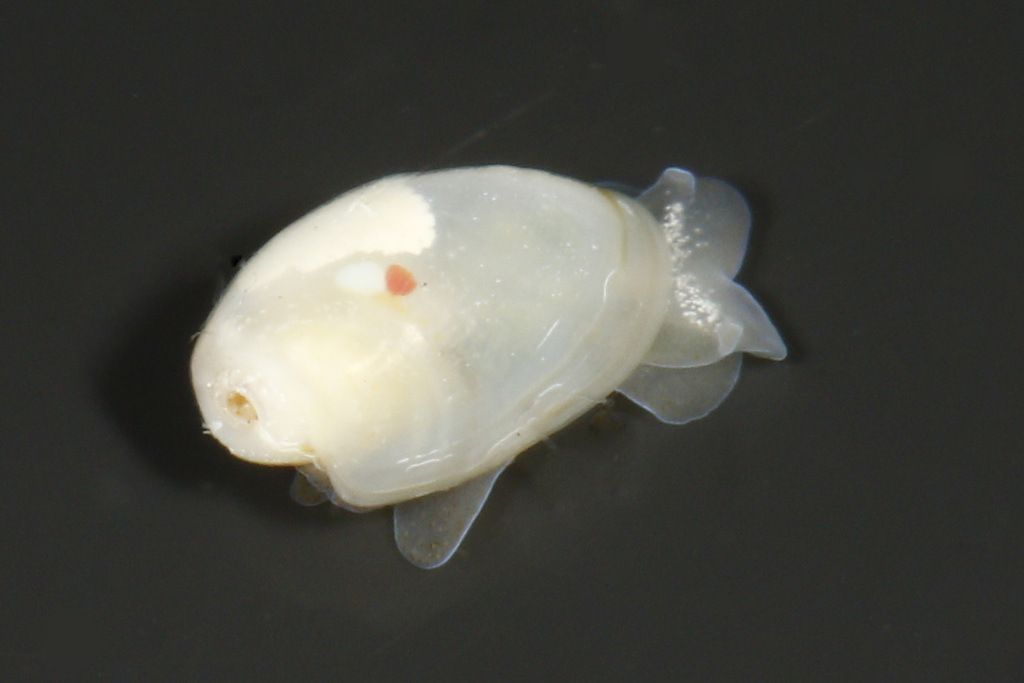 California Diaphana