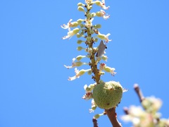 Strymon melinus pudica