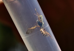 Nomada bifasciata