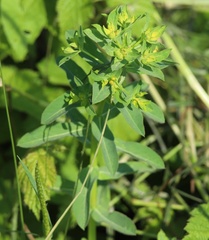 Euphorbia platyphyllos