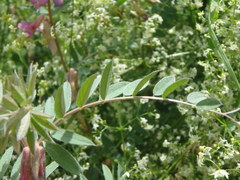 Vicia pannonica