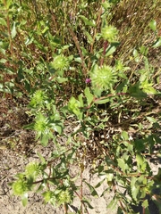 Grindelia stricta platyphylla