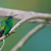 Coppery-headed Emerald - Photo (c) Paul Cools, some rights reserved (CC BY-NC), uploaded by Paul Cools