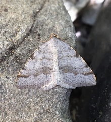 Macaria quadrilinearia