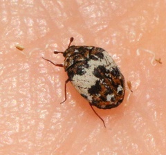 Anthrenus delicatus