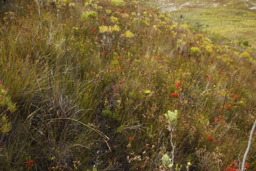 Image of Erica pillansii by (c) Tony Rebelo, some rights reserved (CC BY-SA)
