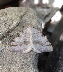 Macaria quadrilinearia