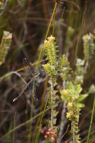 Penaea cneorum (Penaea cneorum)