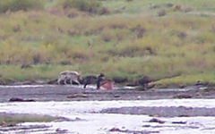 Canis lupus occidentalis