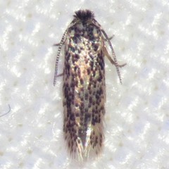 Acalyptris