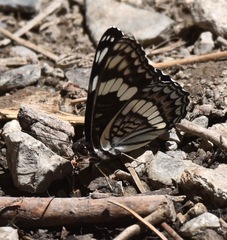 Limenitis weidemeyerii nevadae