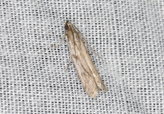Homoeosoma vagella