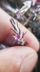 Polygonum bidwelliae