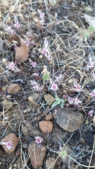 Polygonum bidwelliae